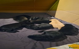 Mixed Breed dogs for sale: German shepherd x Working Labrador puppies  - Advert 15