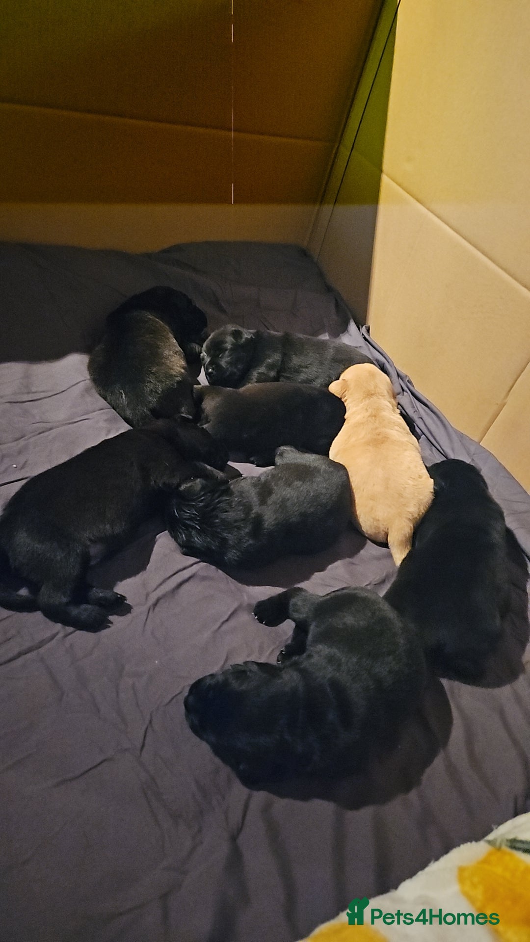 Mixed Breed dogs for sale: German shepherd x Working Labrador puppies  - Advert 15