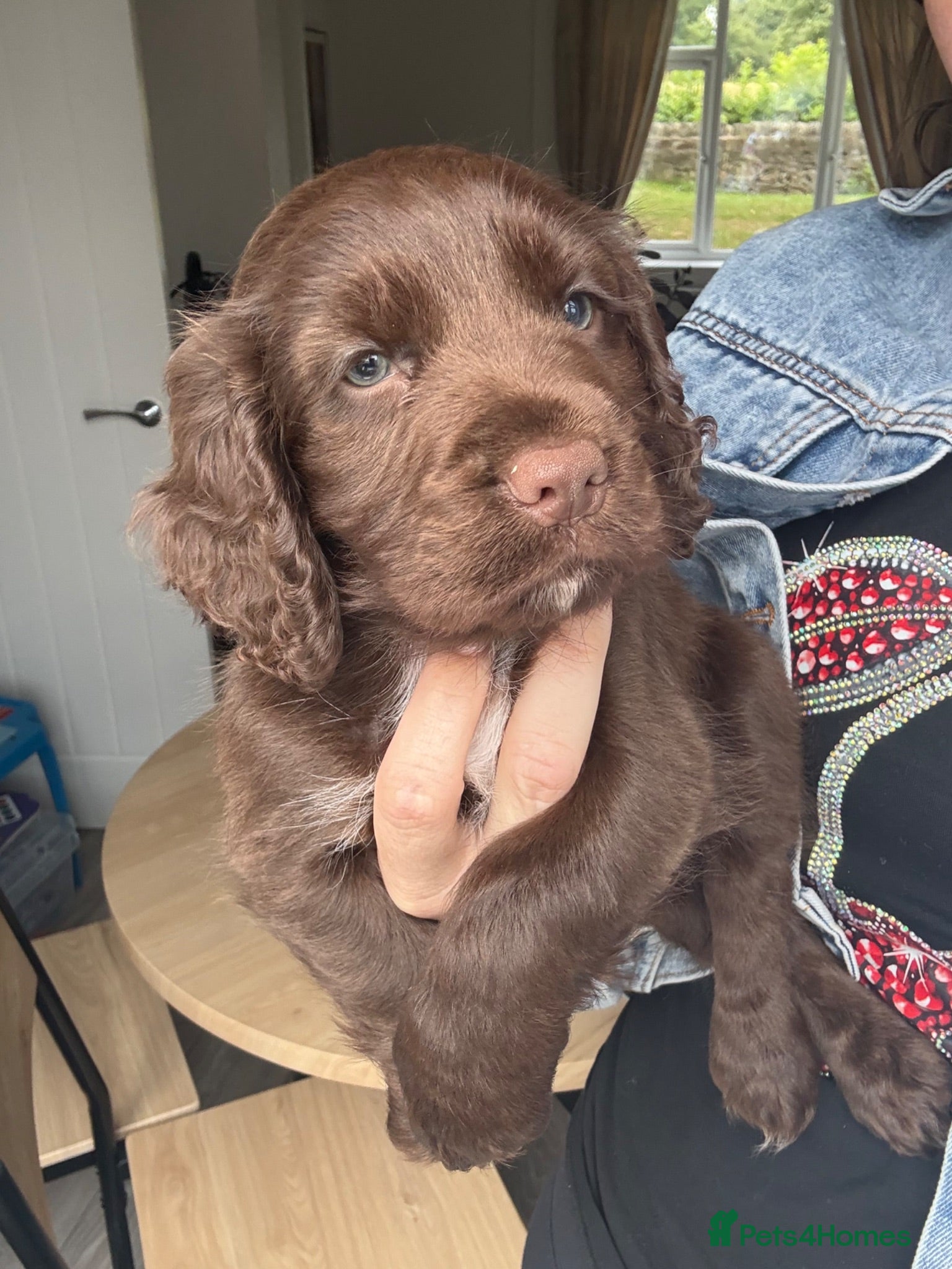 Cocker Spaniel dogs Cocker spaniel puppies  - Advert 18