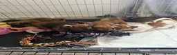 Jackshund dogs for sale: Jack Russell X Dachshund pups - Advert 2