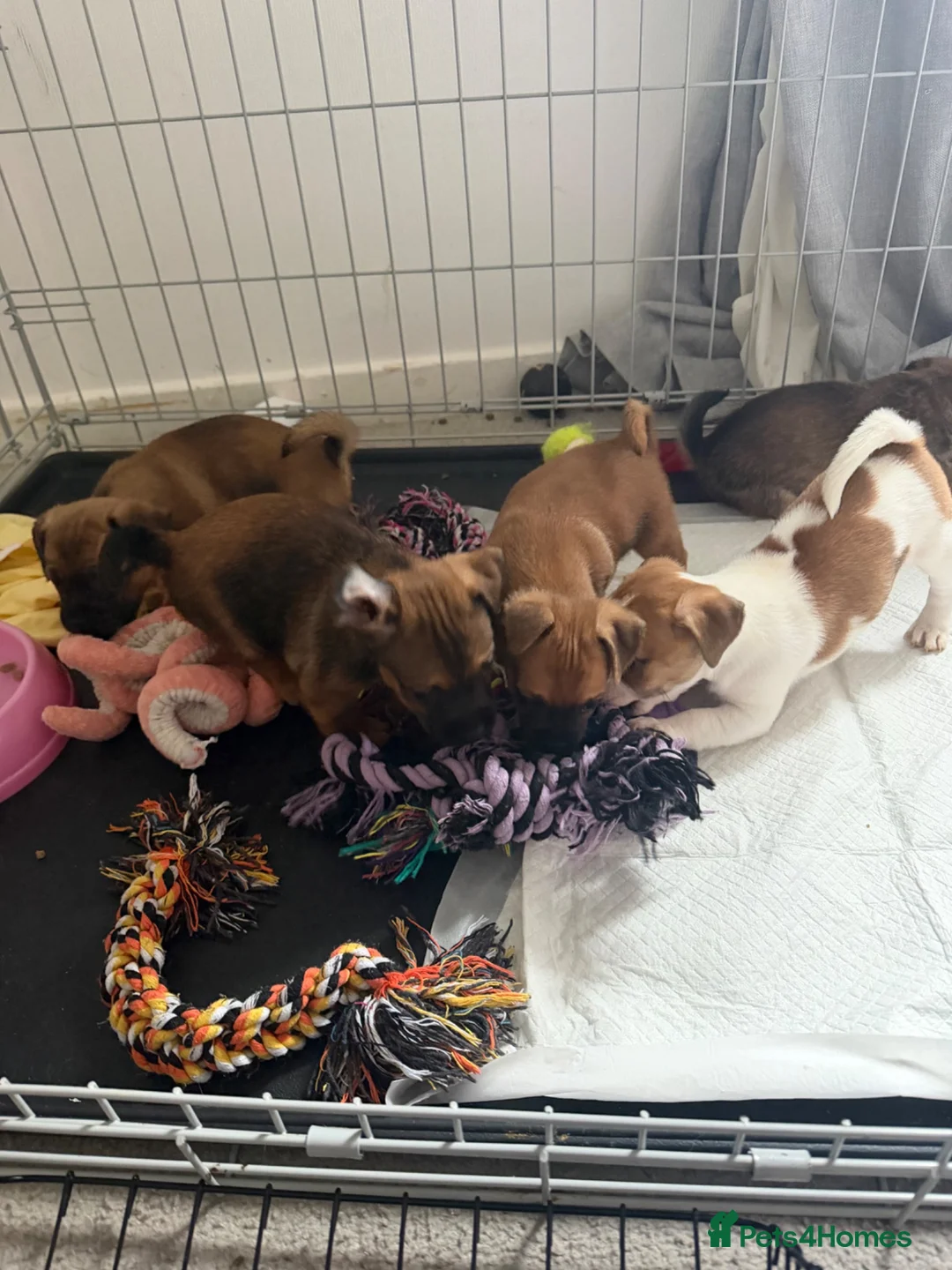 Jackshund dogs for sale: Jack Russell X Dachshund pups - Advert 2