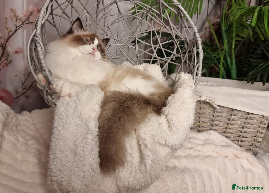 Ragdoll cats for sale: Quality Tica reg Ragdoll kittens  - Advert 25