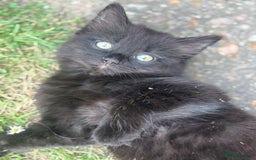 Mixed Breed cats for sale: Mixed breed  - Image 7