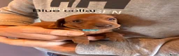 Miniature Dachshund dogs for sale: Miniature dachshund puppies available  - Advert 24