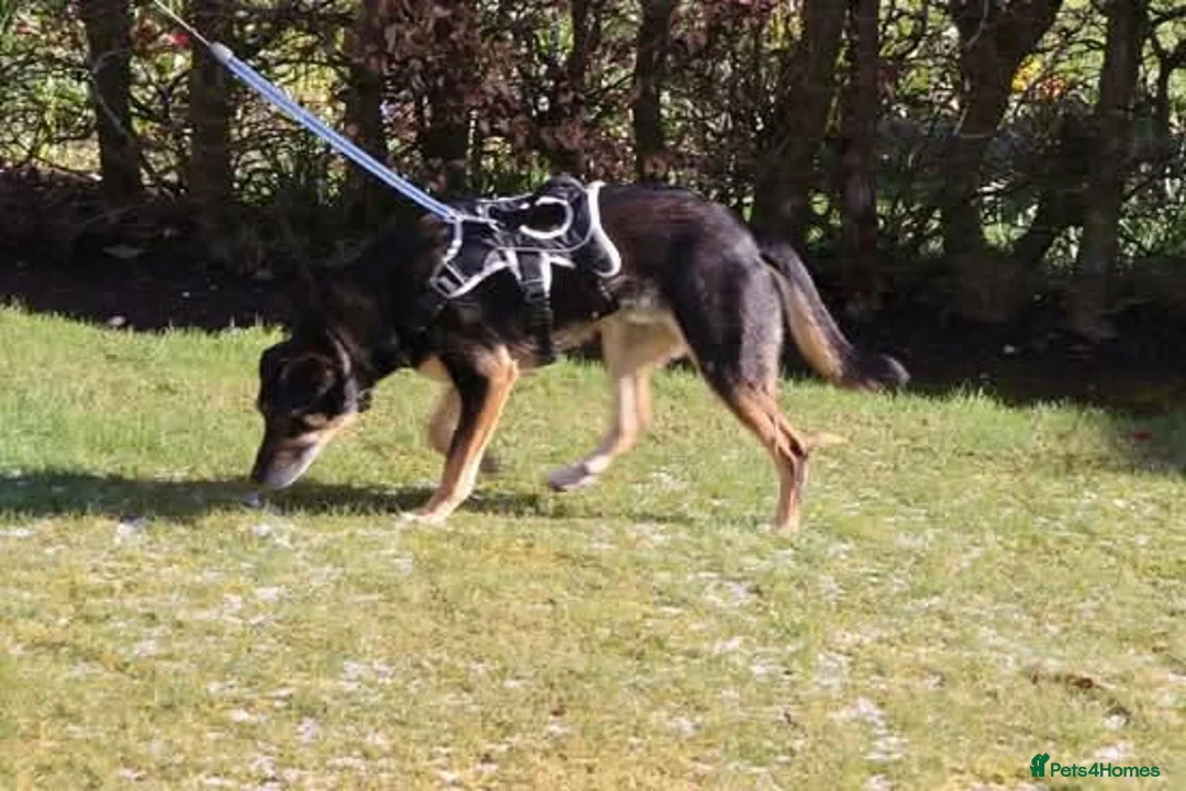 Mixed Breed dogs for adoption: Meet Bobo, currently residing in Manchester  in Bolton - Advert 6