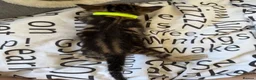 Bengal cats for sale: 🐾 Beautiful Bengal x Maine Coon Kittens 🐾 - Advert 30