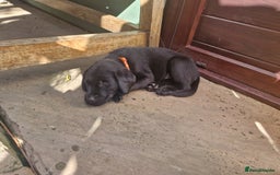 Labrador Retriever dogs for sale: **PEDIGREE, KC REGISTERED AND HIP SCORED** - Image 22