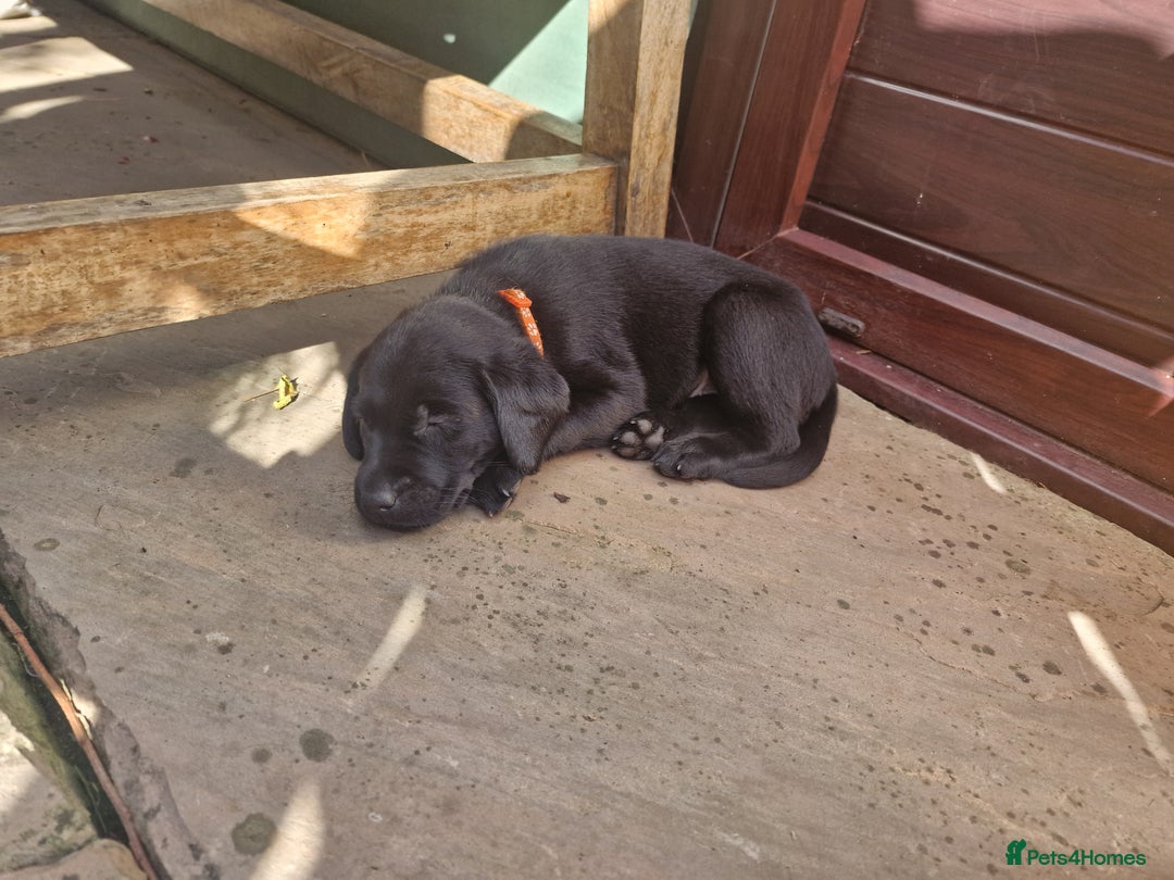 Labrador Retriever dogs for sale: **PEDIGREE, KC REGISTERED AND HIP SCORED** - Image 22
