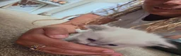 Ragdoll cats for sale: Accidental litter  - Advert 19