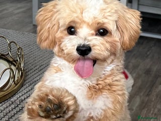 Maltipoo dogs Beautiful Maltipoo Stud 🐶 in Walsall - Advert 12