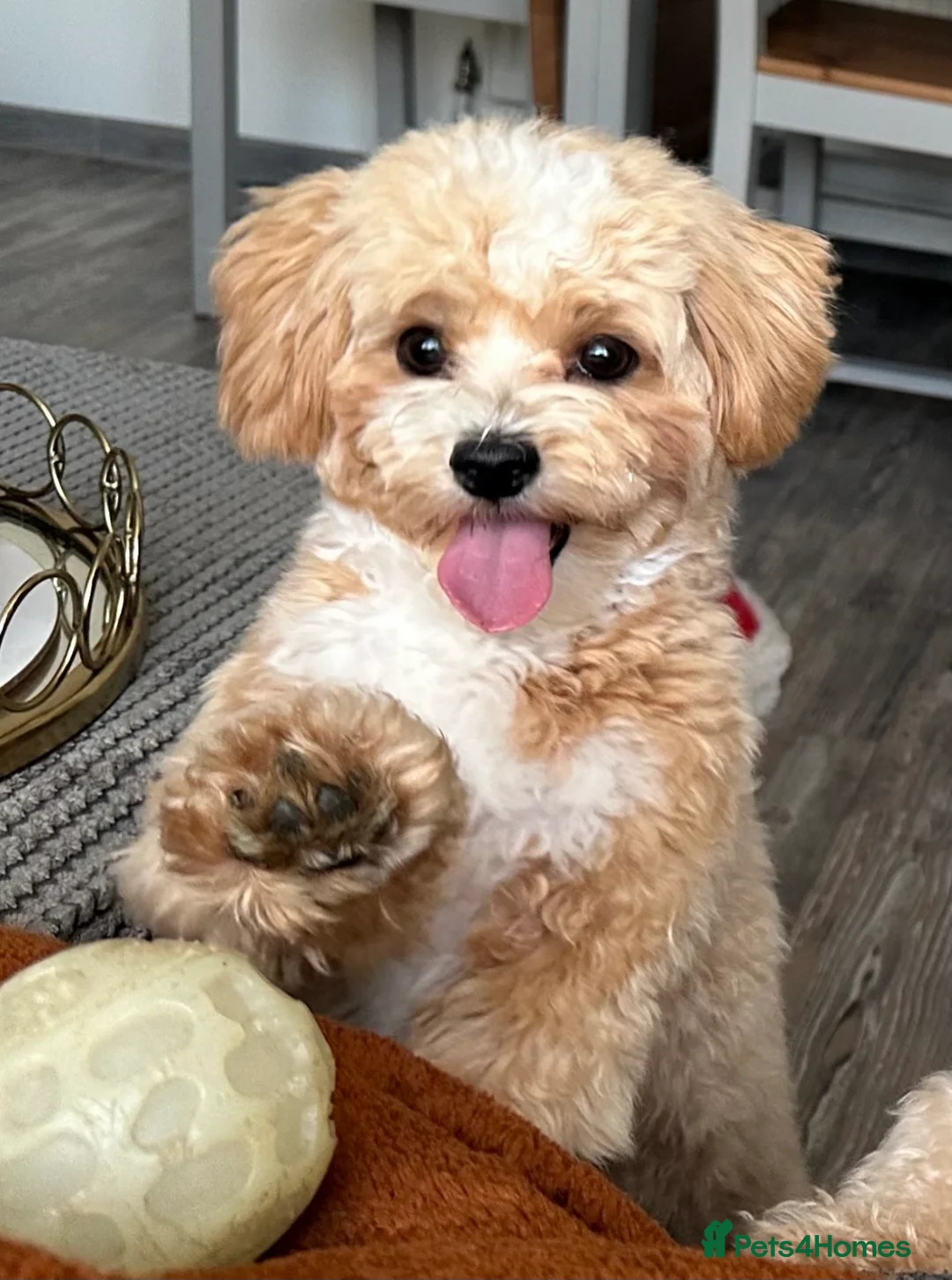 Maltipoo dogs for stud: Beautiful Maltipoo Stud 🐶 in Walsall - Advert 2