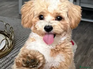 Maltipoo dogs Beautiful Maltipoo Stud 🐶 - Advert 1