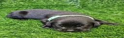 Labrador Retriever dogs for sale: Lovely Labrador puppy’s  in Taunton - Advert 8