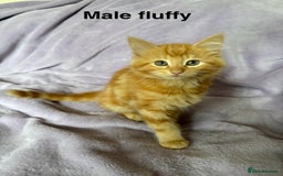 Mixed Breed cats for sale: Beautiful, friendly gingers! - Image 6