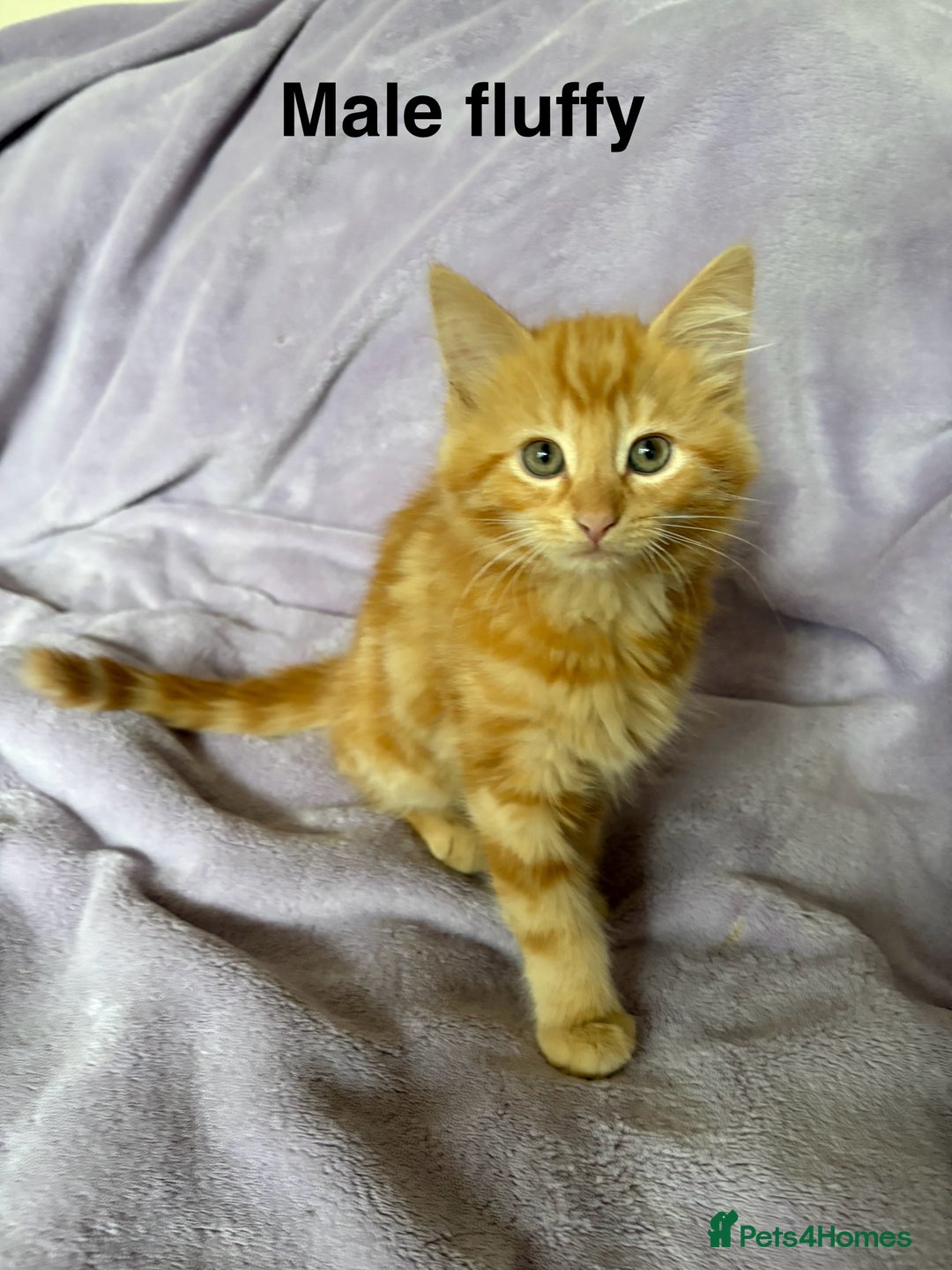 Mixed Breed cats for sale: Beautiful, friendly gingers! - Image 6
