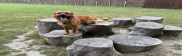 Golden Shepherd dogs for sale: Golden Shepherd - Advert 18
