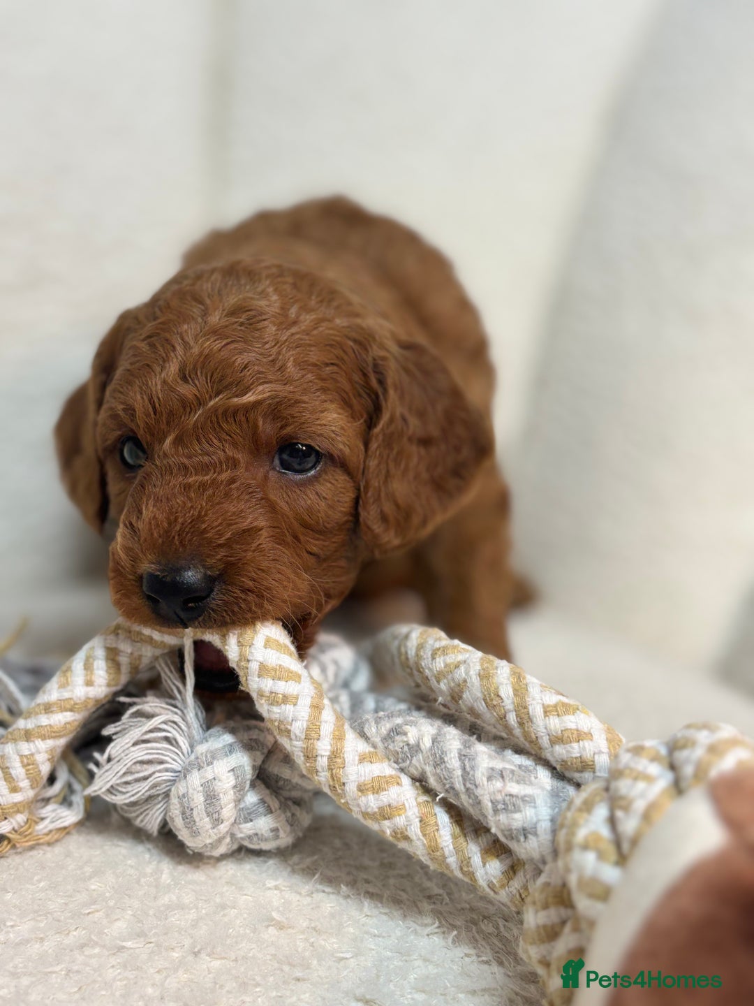 Goldendoodle dogs for sale: Red MINI Goldendoodle Puppies Hypoallergenic & DNA - Advert 2