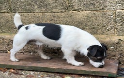 Jack Russell dogs for sale: KC Jack Russell pups, DNA Clear- LOA, SCA, PLL - Image 8