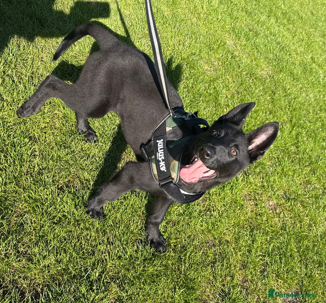 Belgian Shepherd Dog dogs for sale: 6 month old belgian malinois x german shepard  - Image 1