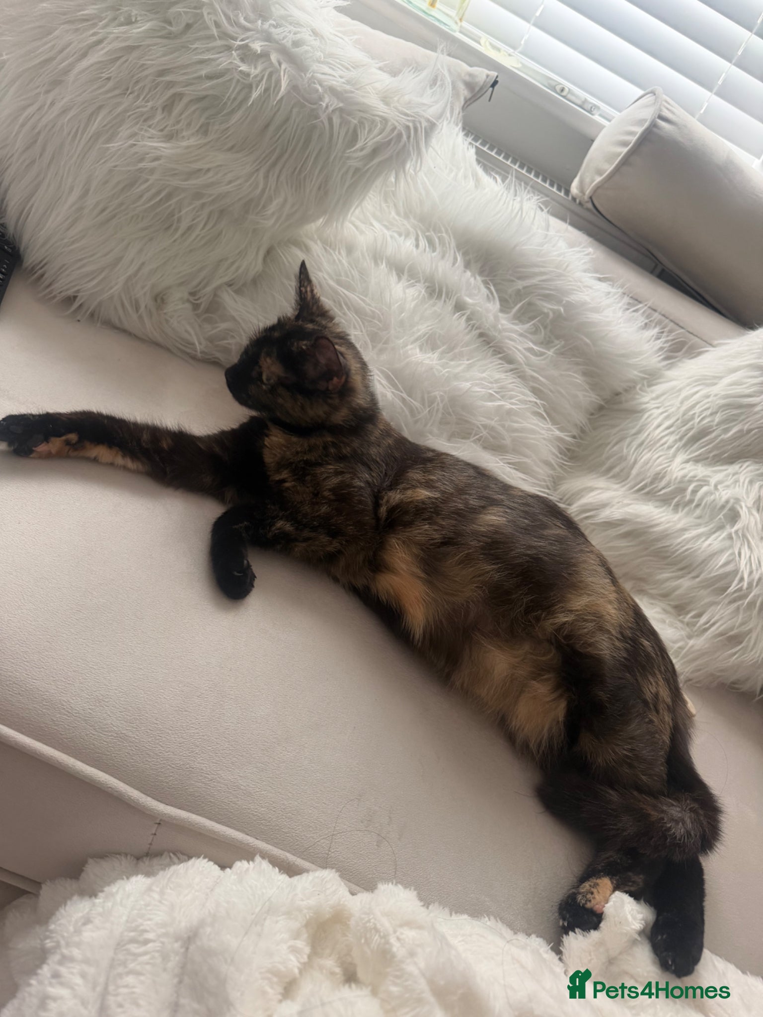 Mixed Breed cats KITTENS READY START OF JULY- watch us grow🤍 - Advert 1