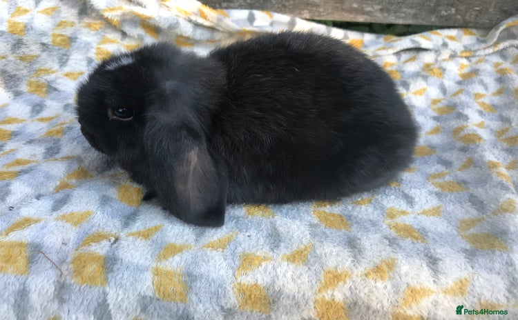 Mini Lop rabbits - Advert 15