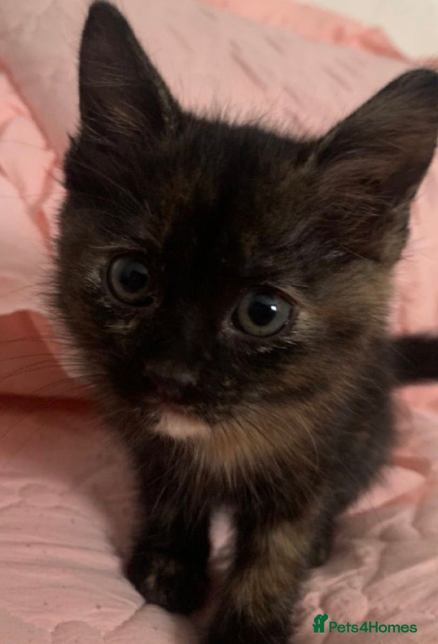 Mixed Breed cats Cute kittens  (8 weeks old ) - Advert 3