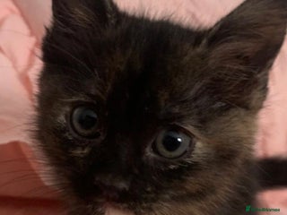 Mixed Breed cats Cute kittens (8 weeks old ) - Advert 1