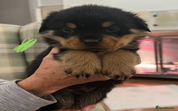 Rottweiler dogs for sale: Rottweiler pups KC Registered + Champ Bloodlines - Image 7