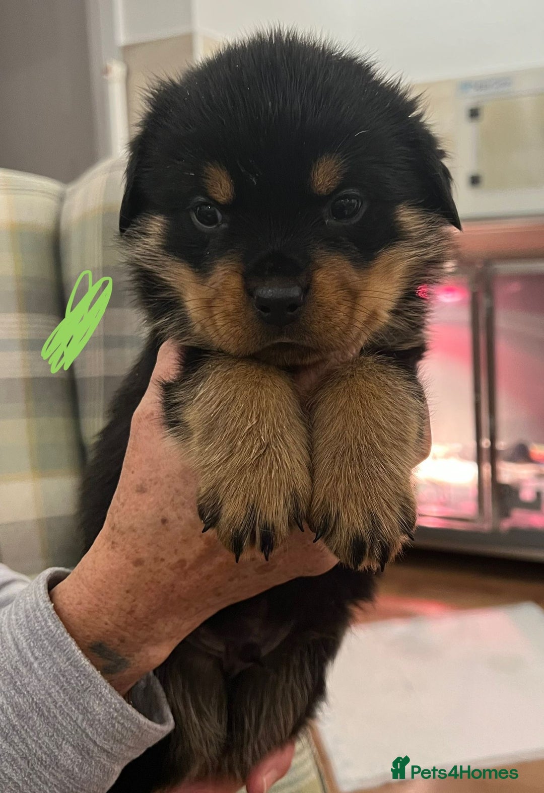 Rottweiler dogs for sale: Rottweiler pups KC Registered + Champ Bloodlines - Image 7