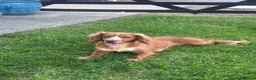 Cockapoo dogs for sale: 6 Gorgeous Cockapoo Pups ready for forever homes - Advert 2