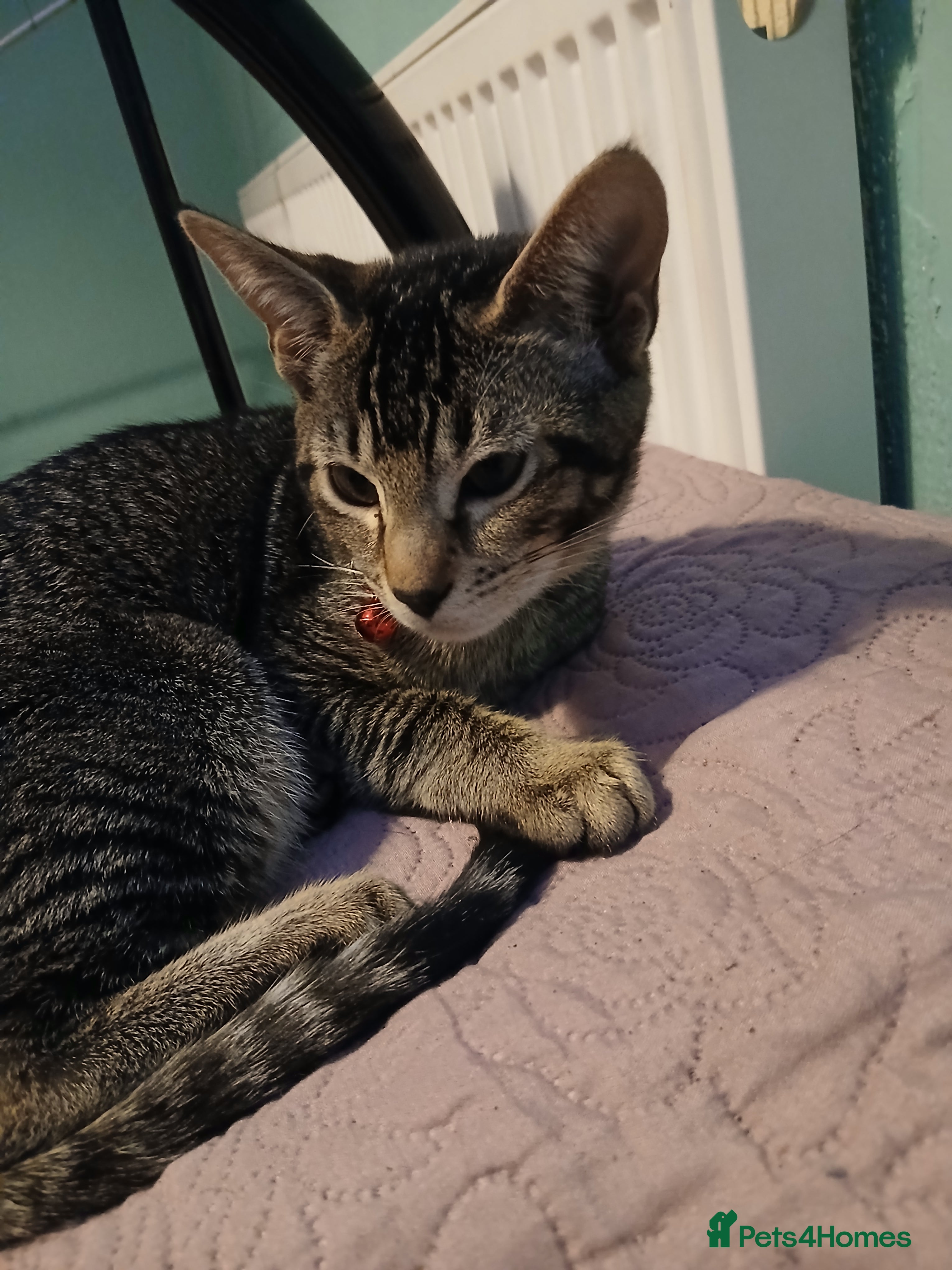 Oriental cats 1 girls  - Advert 2