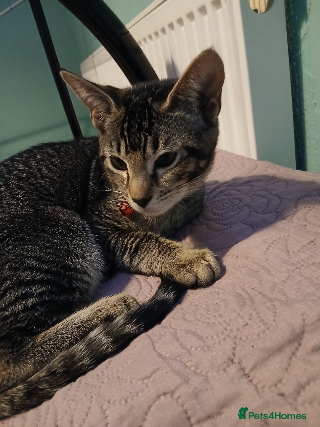 Oriental cats for sale: 1 girls  - Advert 1