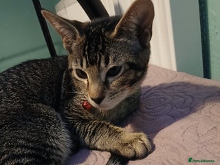 Oriental cats 1 girls - Advert 2