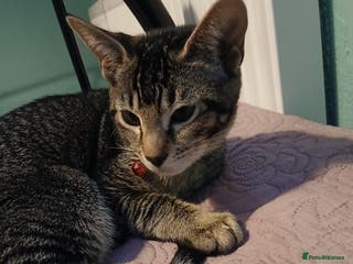 Oriental cats 1 girls - Advert 20