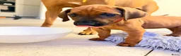 Rhodesian Ridgeback dogs for sale: Outstanding Rhodesian Ridgeback puppies ready 4wk - Advert 9