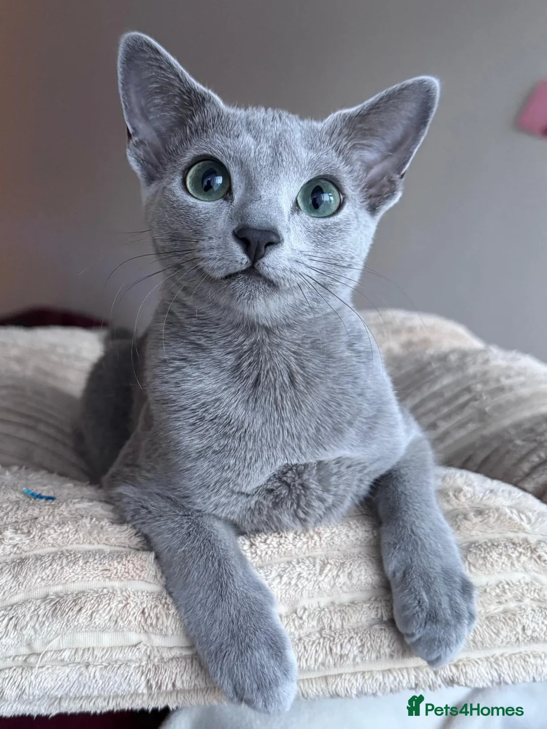 Russian Blue cats for sale: Two beautiful Russian Blue princesses available! - Advert 7