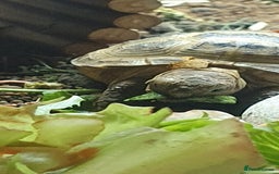Tortoise reptiles for sale: Horsefield tortoise  - Image 1