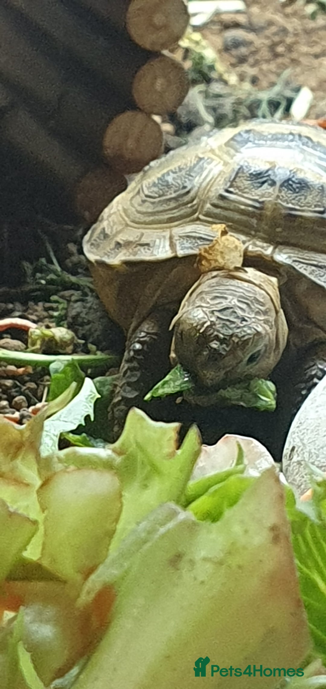 Tortoise reptiles for sale: Horsefield tortoise  - Image 1