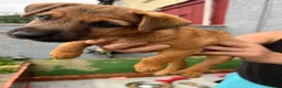 Mixed Breed dogs for sale: Lakeland terrier x jack russell pups 3 male  - Advert 14