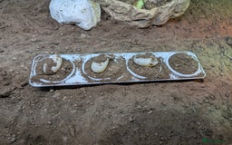 Tortoise reptiles for sale: Breeding Pair of 5 Tortoises 4 Female 1 male  in Ruislip - Image 6