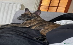 Mixed Breed dogs for sale: Dora  - Image 8