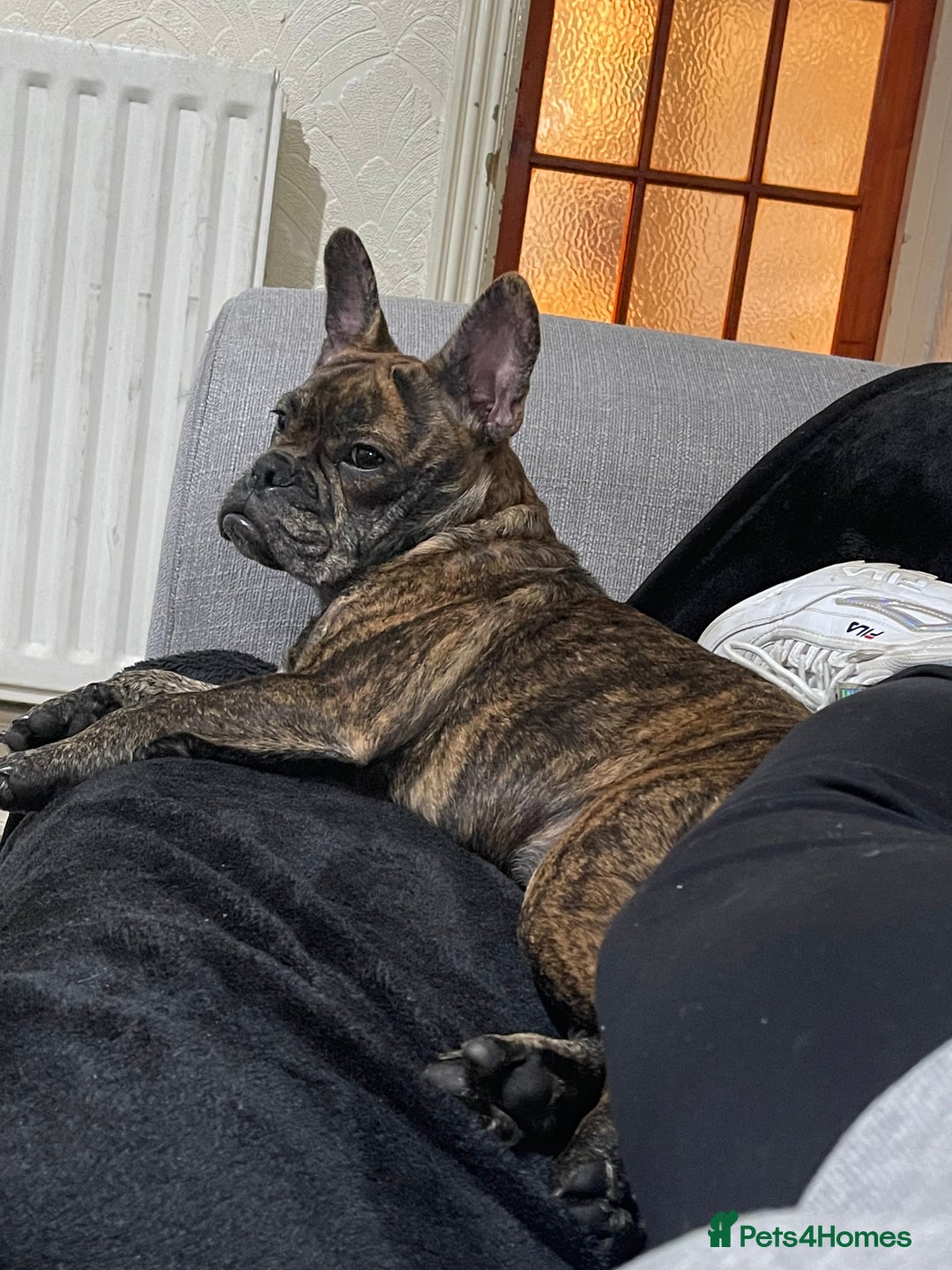 Mixed Breed dogs for sale: Dora  - Image 8