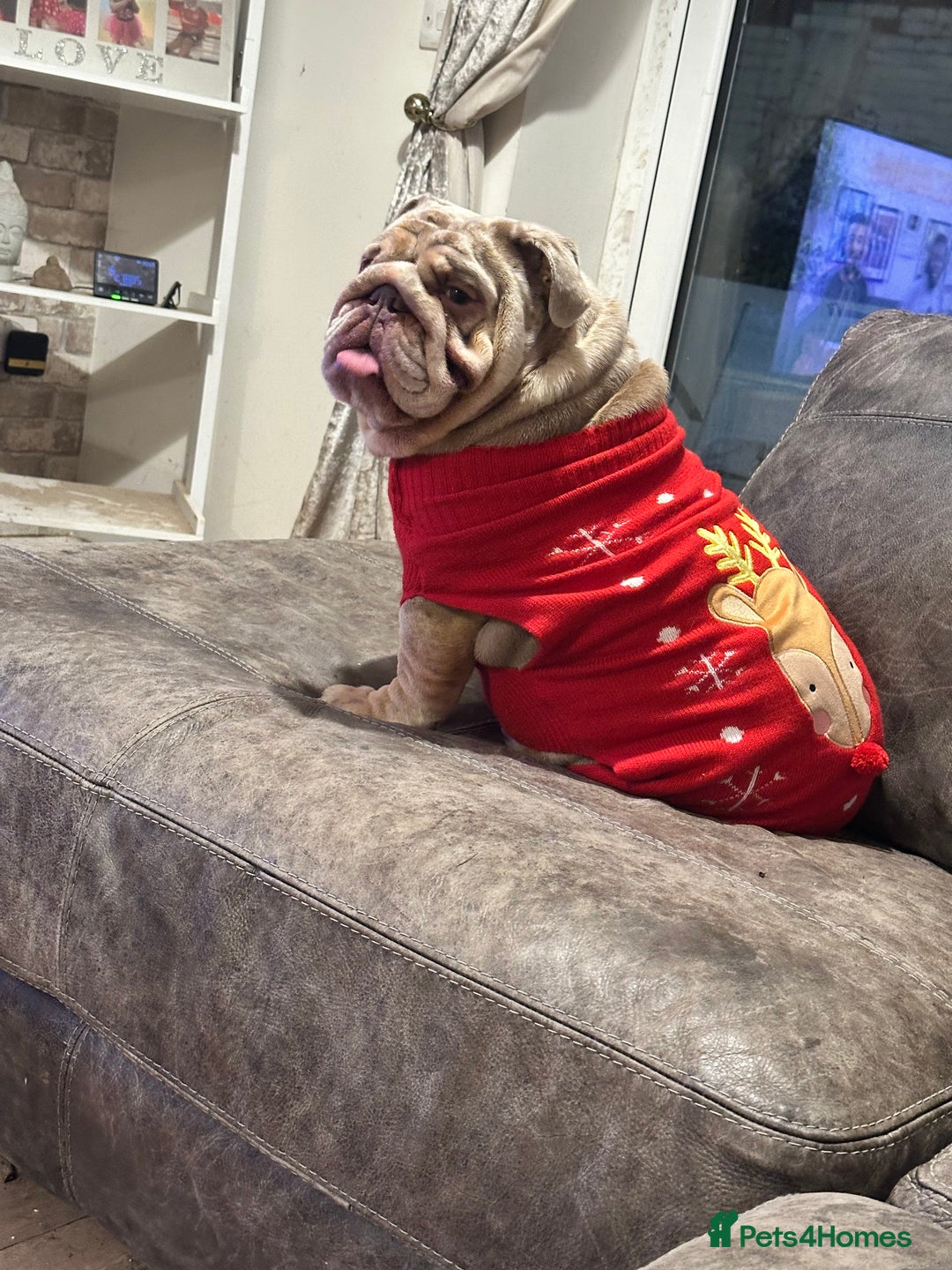 English Bulldog dogs for sale: Pickle the 3yo Merle english bulldog  - Image 3