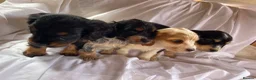 Cocker Spaniel dogs for sale: Blue&Lemon Roan Show Type English cocker puppies  - Advert 11