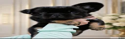 French Bulldog dogs for sale: REDUCED PRICE!LAST GIRLS REMAINING FLUFFY FRENCHIE - Advert 2