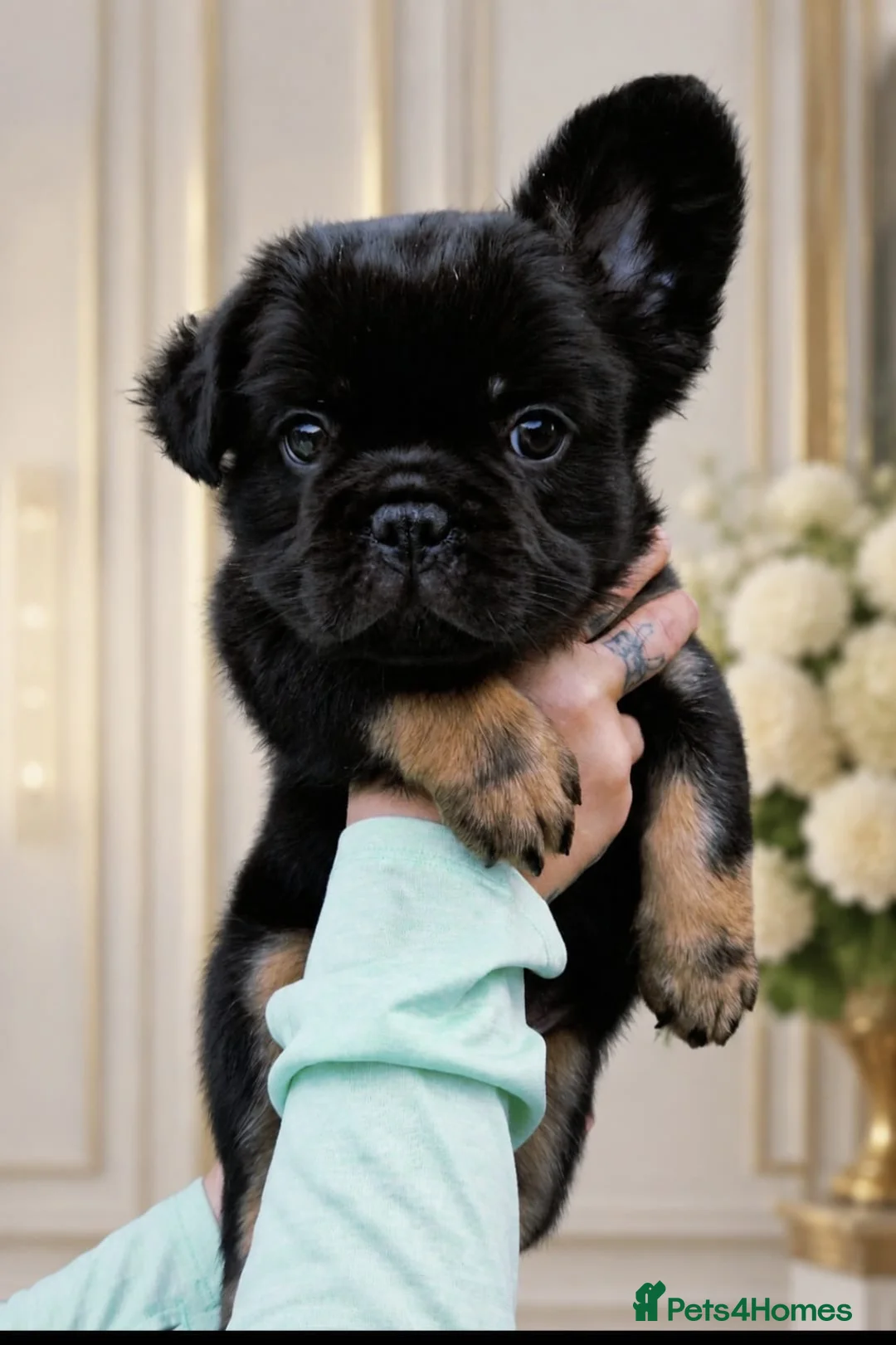 French Bulldog dogs for sale: REDUCED PRICE!LAST GIRLS REMAINING FLUFFY FRENCHIE - Advert 2
