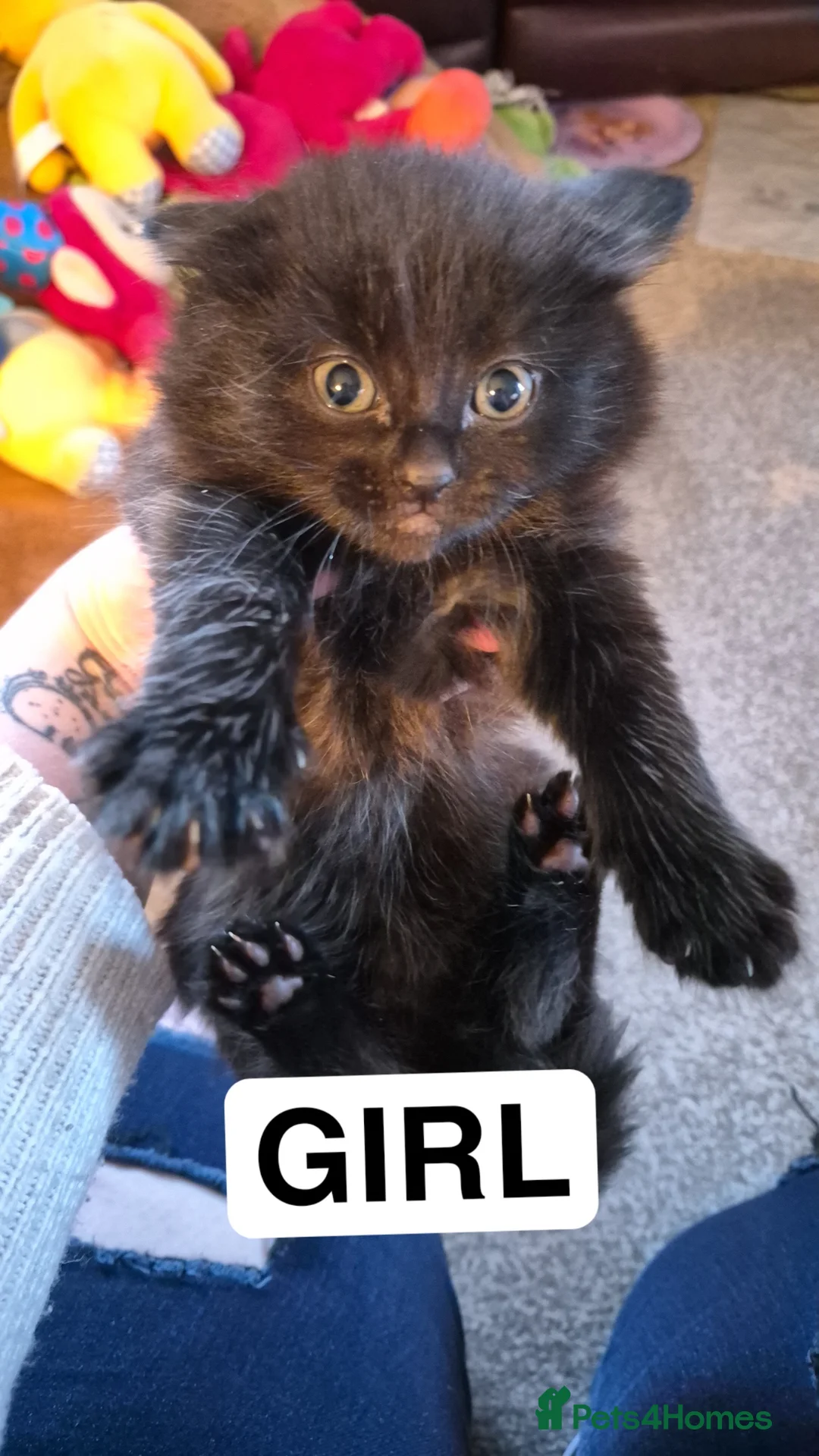 British Longhair cats for sale: 3 Kittens need homes - Advert 4
