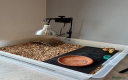 Tortoise reptiles for sale: Horsefield Tortoise, Male, 2y/o + Full Setup - Image 6