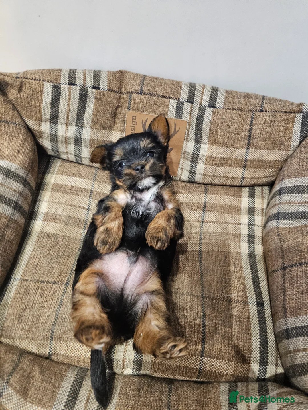 Yorkshire Terrier dogs for sale: Beautiful loving boy for sale - Advert 6