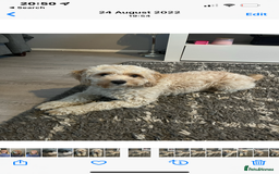 Cockapoo dogs for sale: F2 Cockapoos - Image 10